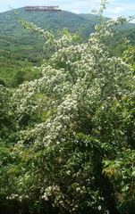 Agonopterix ferocella