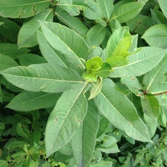 Stillingia zelayensis