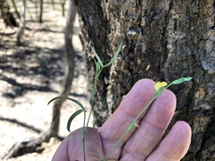Zornia dyctiocarpa