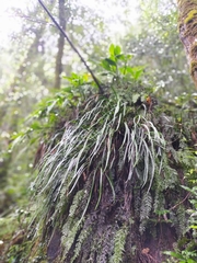 Haplopteris flexuosa