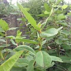 Stillingia zelayensis