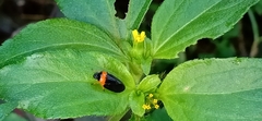 Phymatostetha deschampsi