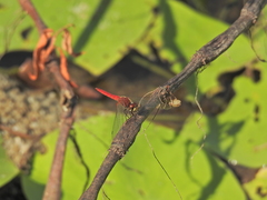 Aethriamanta nymphaeae
