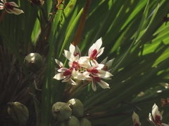 Cymbidium dayanum