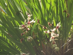 Cymbidium dayanum