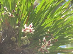 Cymbidium dayanum