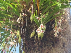 Cymbidium dayanum