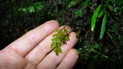 Hymenophyllum australe