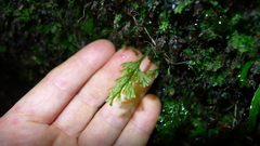 Hymenophyllum australe