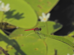 Aethriamanta nymphaeae