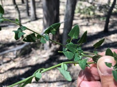Chenopodium robertianum