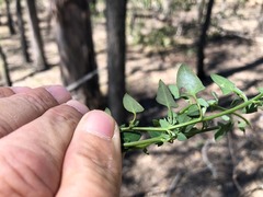 Chenopodium robertianum
