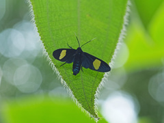 Trichaetoides apicalis