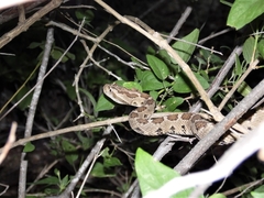 Crotalus enyo
