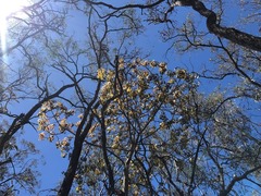 Brachychiton australis