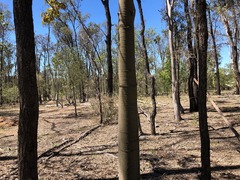 Brachychiton australis