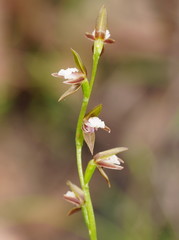 Prasophyllum brevilabre