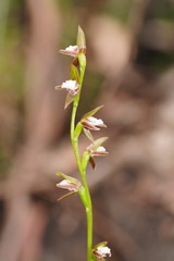 Prasophyllum brevilabre