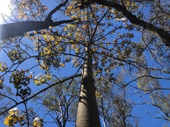 Brachychiton australis