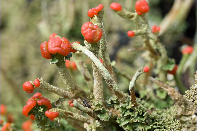 Lipstick Powderhorn (Lichens of Nova Scotia, Canada) · iNaturalist Canada