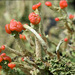 Cladonia macilenta - Photo (c) Amadej Trnkoczy, algunos derechos reservados (CC BY-NC-SA)