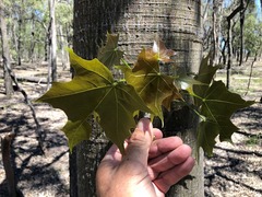 Brachychiton australis