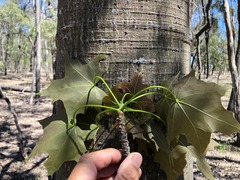 Brachychiton australis