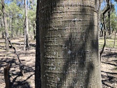 Brachychiton australis