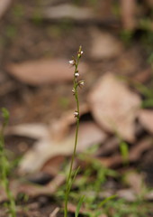 Prasophyllum brevilabre