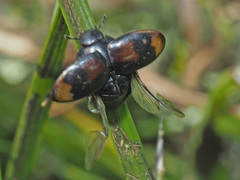 Sphaeridium scarabaeoides