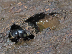 Sphaeridium scarabaeoides