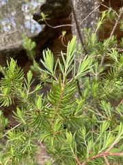 Darwinia procera