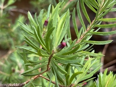 Darwinia procera