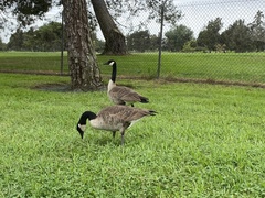 Branta canadensis
