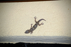 Hemidactylus brookii