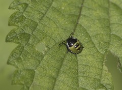 Palomena prasina