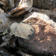 Anomalipus decosteri