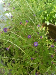 Limnophila aromatica