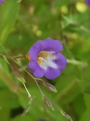 Limnophila aromatica