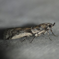 Laetilia dilatifasciella