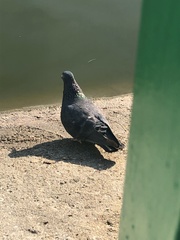 Columba livia domestica