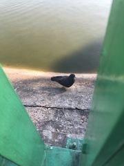 Columba livia domestica