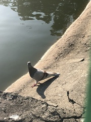 Columba livia domestica