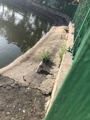 Columba livia domestica