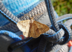 Frederickia s-signata