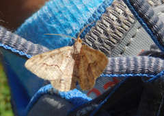 Frederickia s-signata