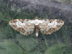 Eupithecia succenturiata