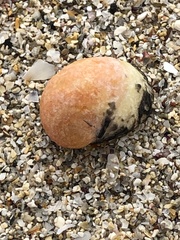 Nerita japonica