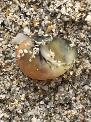 Nerita japonica