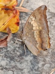 Charaxes bernardus